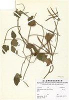 藏品(赤小豆)的圖片